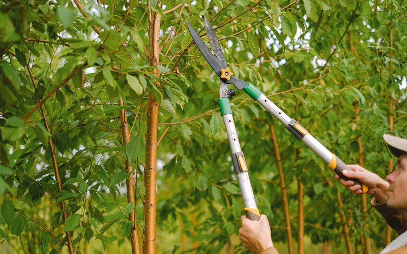 Tree trimming in Parshall, ND